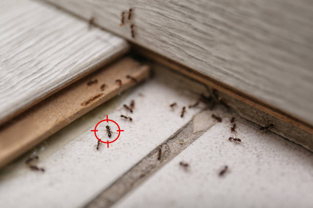 Best Bed Bug Extermination  in Loogootee, IN