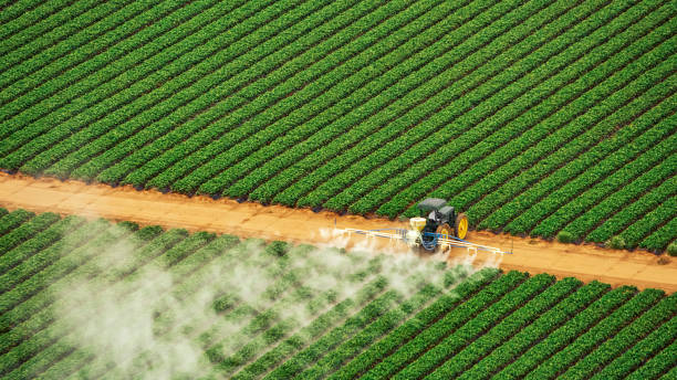 Reliable Loogootee, IN Pest Control Solutions